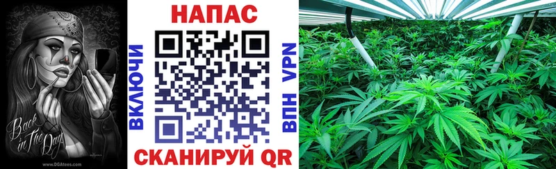Каннабис SATIVA & INDICA где купить наркоту Шадринск